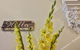 The Accommodation Group Nineteen20 Invermay - thumb 6