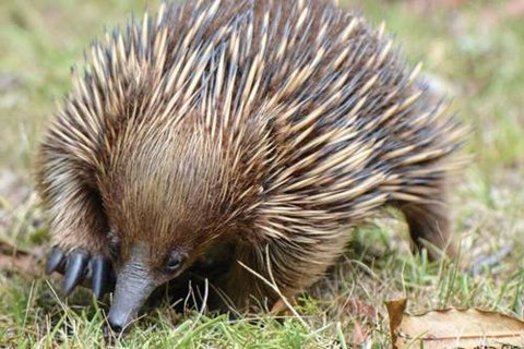 Wind Song Mountain Retreat - Foster Accommodation 5