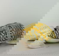 Tranquility Chill at Palm Cove