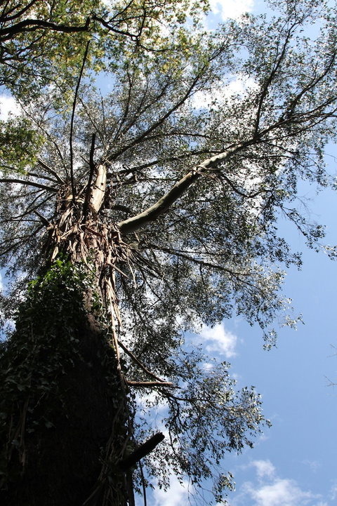 Gatehouse Cottage At Merrow Cottages - Mt Dandenong - Foster Accommodation 4