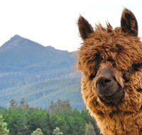 Maydena Mountain Cabins - Foster Accommodation