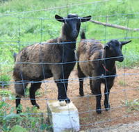 Alstonville Country Cottages - Foster Accommodation