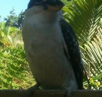 Tropic Oasis Holiday Villas - Foster Accommodation