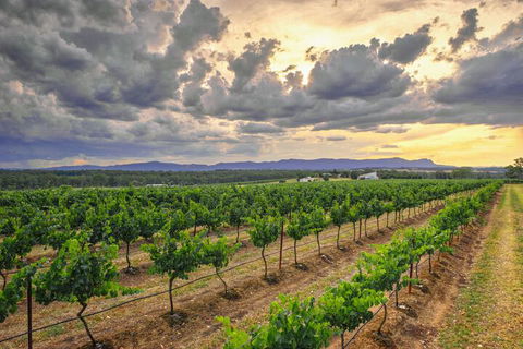 Adina Vineyard - Foster Accommodation 3