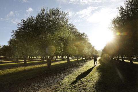 Adina Vineyard - Foster Accommodation 2