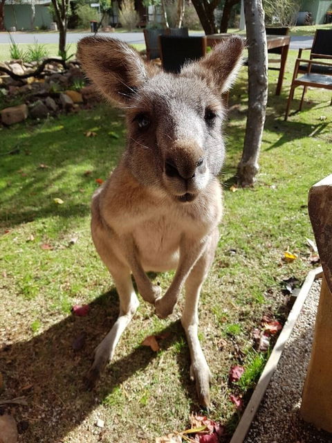 Grampians Eco YHA - Hostel - Foster Accommodation 1