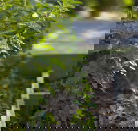 Grampians Eco YHA - Hostel - Foster Accommodation