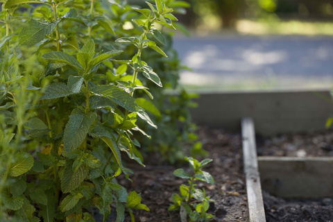Grampians Eco YHA - Hostel - Foster Accommodation 0