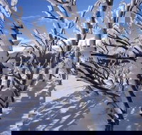 Ripparoo Ski Lodge - Foster Accommodation