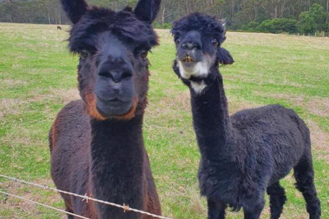 Cinnamon Coloureds Farm Cottages - Foster Accommodation 6