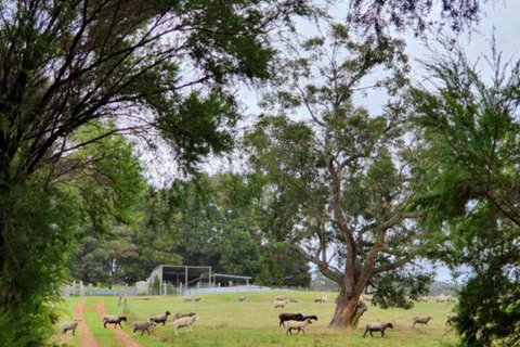 Cinnamon Coloureds Farm Cottages - Foster Accommodation 7