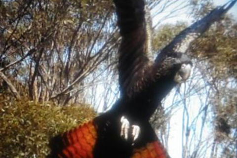 Cooinda Holiday Village - Foster Accommodation 1