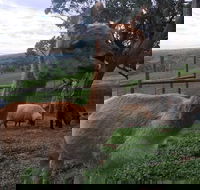 Morella Farm Stay - Foster Accommodation