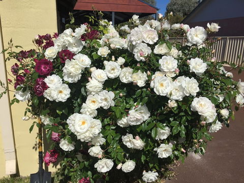 Observatory Guesthouse - Adults Only - Foster Accommodation 6