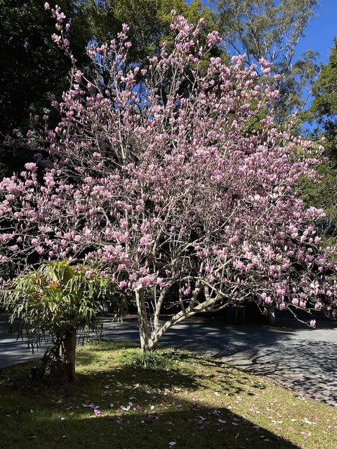 Curtis Cottage - Foster Accommodation 5