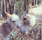 Donkey Tales Farm Cottages - Foster Accommodation
