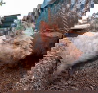 Batchelor Butterfly Farm - Foster Accommodation