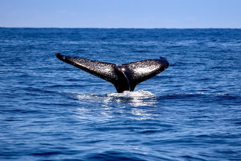 Woolgoolga Beach Holiday Park - Foster Accommodation 2