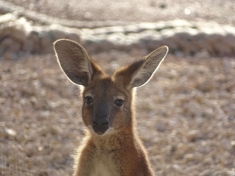 On The Deck @ Shark Bay - Foster Accommodation 3