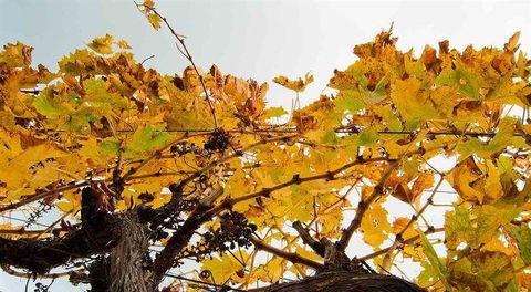 Arimia Restaurant And Winery - Foster Accommodation 9