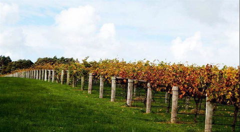Arimia Restaurant And Winery - Foster Accommodation 10