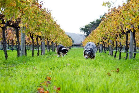 Arimia Restaurant And Winery - Foster Accommodation 12