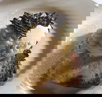 The Magpie Cafe - Foster Accommodation