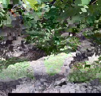 Nick Haselgrove Wines - Foster Accommodation
