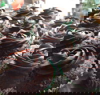 Govindas Pure Vegetarian - Burleigh Heads - Foster Accommodation