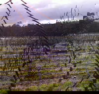 Darlington Vineyard - Foster Accommodation