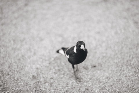 Magpies Nest Restaurant - Foster Accommodation 0