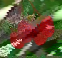 Westerway Raspberry Farm