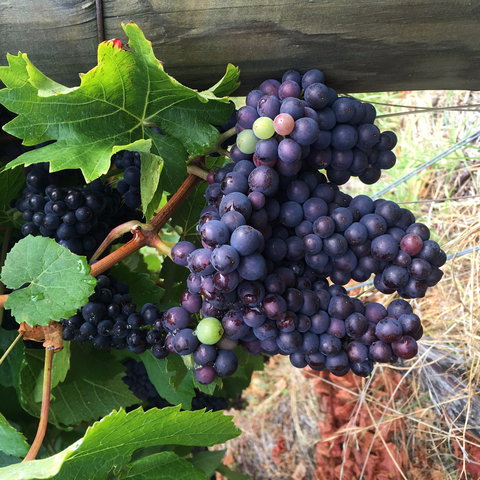 Freycinet Vineyard - Foster Accommodation 1