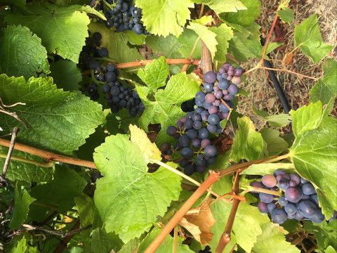 Freycinet Vineyard - Foster Accommodation 2