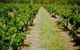 Gartelmann Wines - thumb 0