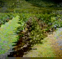 Gartelmann Wines - Foster Accommodation