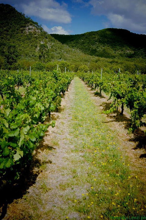 Gartelmann Wines - Foster Accommodation 0