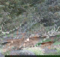 Hahndorf Venison - Foster Accommodation