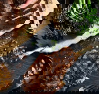 Outback Steakhouse Wollongong - Foster Accommodation