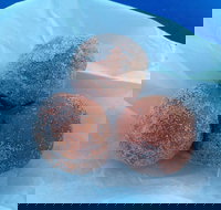 Coral Bay Bakery - Foster Accommodation