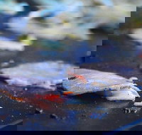 Mount Gravatt Hotel - Foster Accommodation