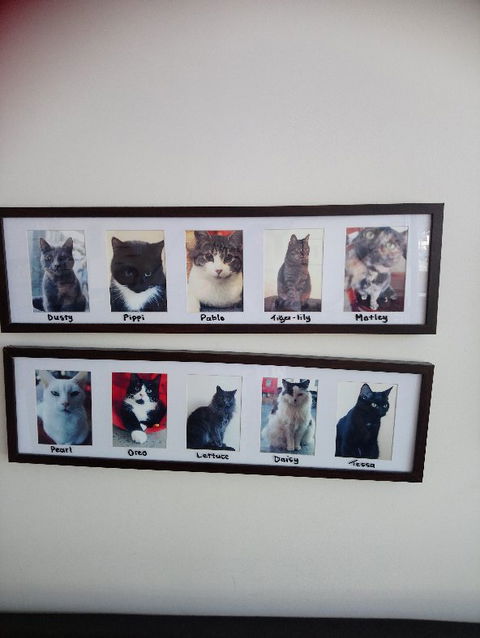 Hobart Cat Cafe - Foster Accommodation 2