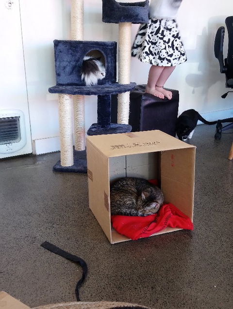Hobart Cat Cafe - Foster Accommodation 3