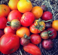 The Seasonal Garden Cafe - Foster Accommodation