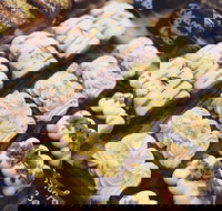 Butcher Baker Coffeemaker - Foster Accommodation