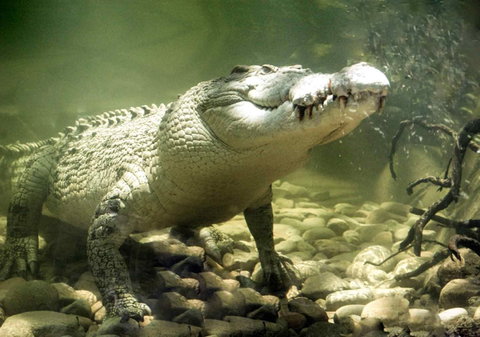 Pullman Reef Hotel Casino - Foster Accommodation 17