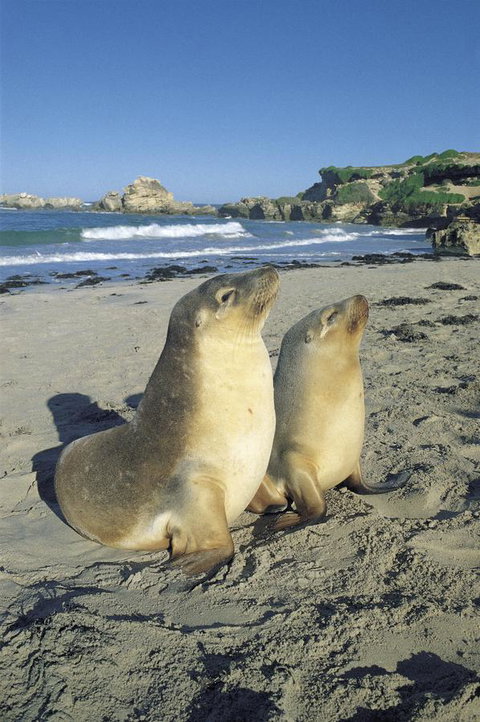 Kangaroo Island Seafront - Foster Accommodation 40