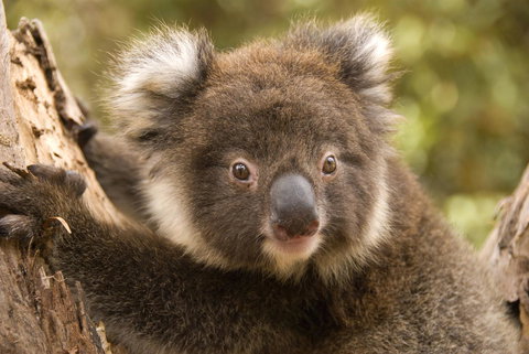 Kangaroo Island Seafront - Foster Accommodation 39