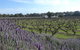 Grassmere House Magill - thumb 25