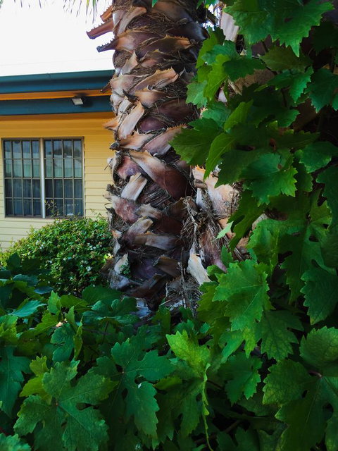 Ten Dollar Town Motel - Foster Accommodation 19